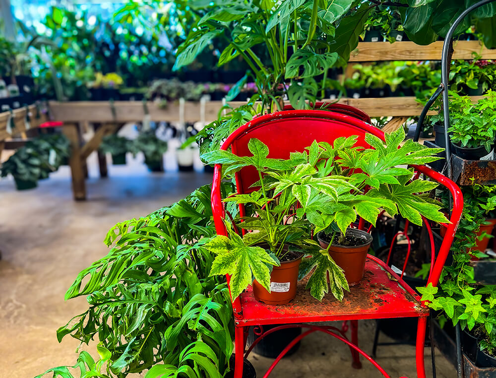 Red chair with plants in the Adams Houseplant Department