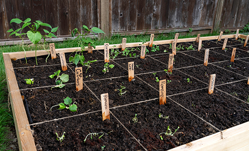 Spring Vegetable Planting