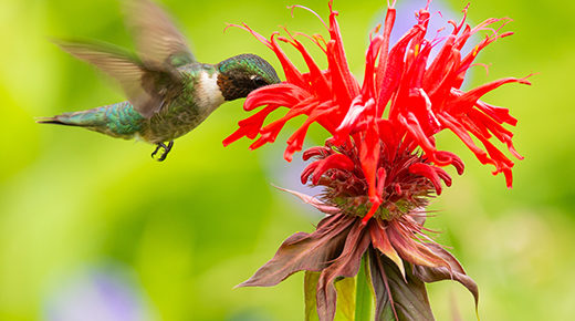 Bee Balm-LBee Balm with Hummingbird-Longong