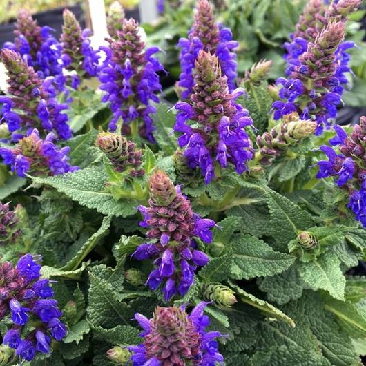 Salvia 'April Night' - Adams Fairacre Farms