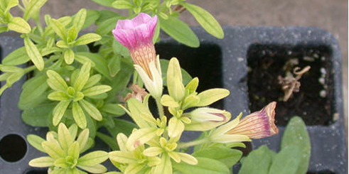 Petunia with iron deficiency