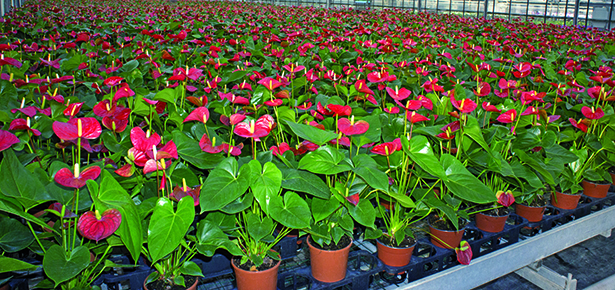 keep-anthuriums-blooming-adams-fairacre-farms