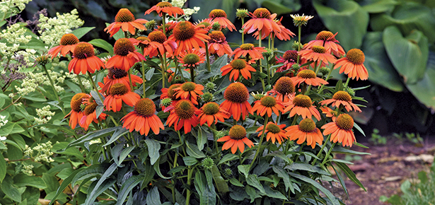 adams fairacre farms plants