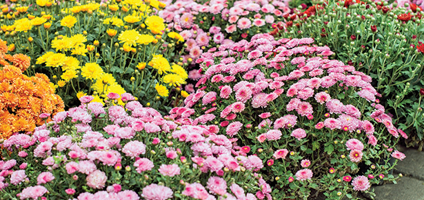 adams fairacre farms plants