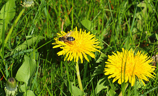 Bee on Dandelion