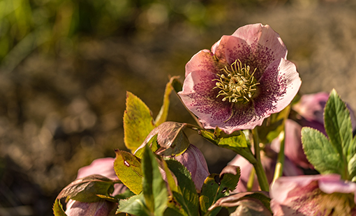 Sunshine Hellebore