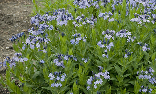 Storm Cloud Bluestar-new