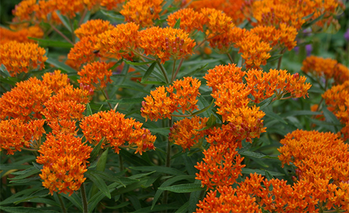 Butterfly Milkweed