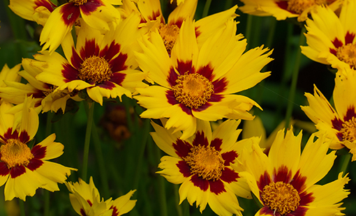 Coreopsis Li'l Bang Enchanted Eve