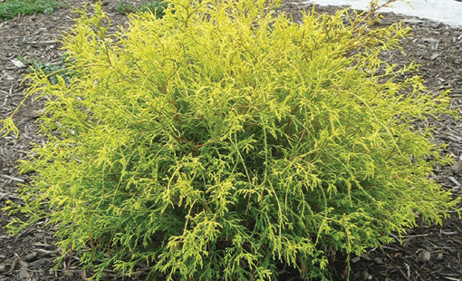 Cypress Gold Thread in garden