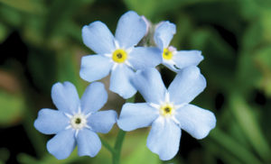 Forget Me Not Flowers-new