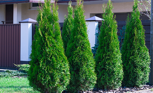 Green Giant Arborvitae-new