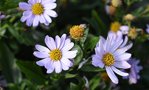 Kalimeris incisa 'Estrella Azul'
