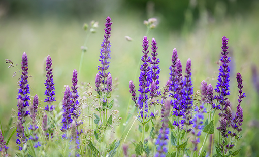 Meadow Sage