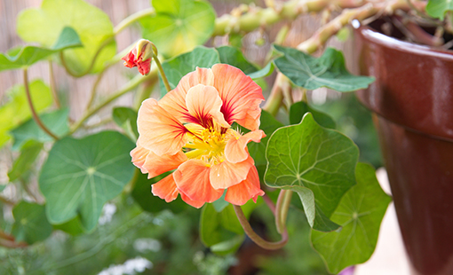 Nasturtium