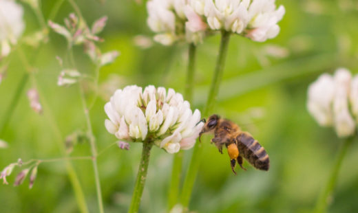 Pollinator - Bee on Flower