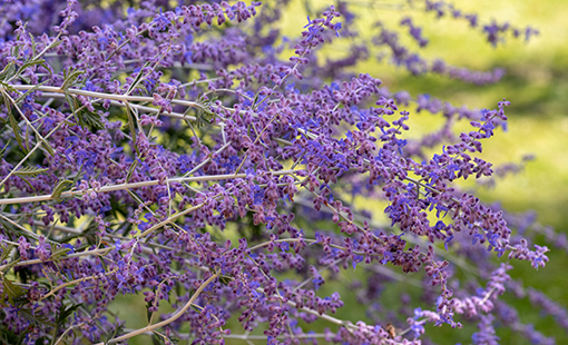 Russian Sage