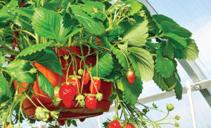 Strawberry Hanging Baskets