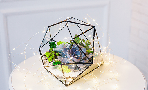 Terrarium with Succulents