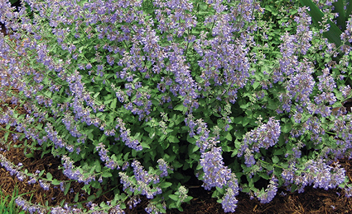 Walkers Low Catmint