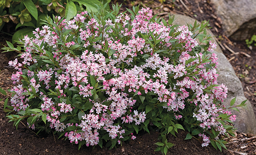 Yuki Cherry Blossom Deutzia-new