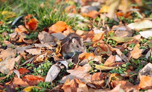 Mouse in leaves