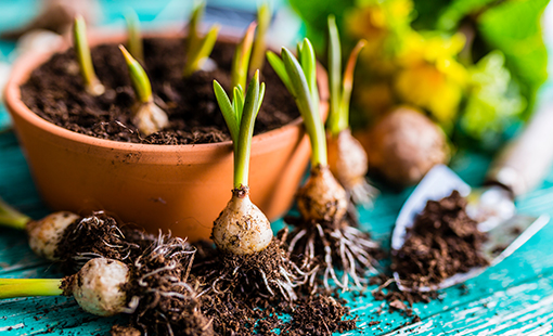 Planting Bulbs