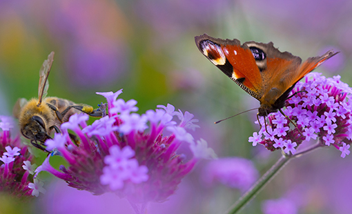 Bee and Butterfly on Flowers