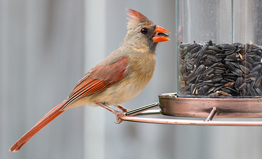 Cardinal on bird feeder