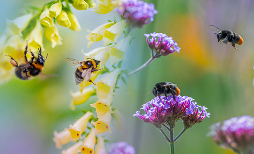 Bumblebees on Flowers