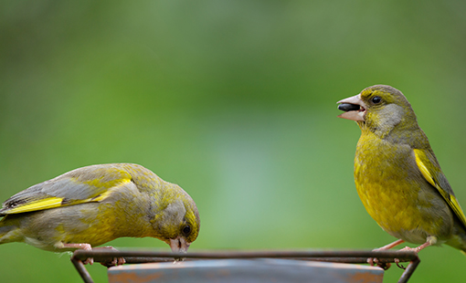 Songbirds at Bird Bath