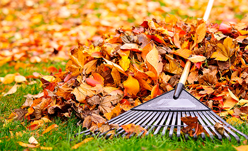 Fall leaves with rake