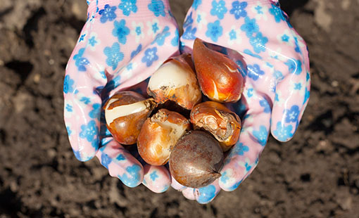 Planting flower bulb