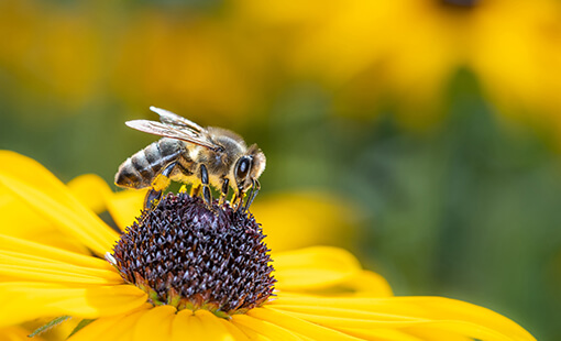 Bee on Sunflower