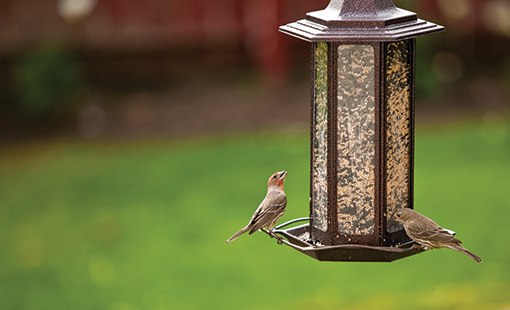 Birds at Feeder