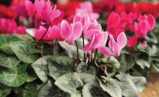 Pink Cyclamen