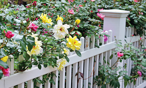 Fence with Climbing Roses