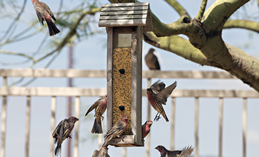 Birds at feeder