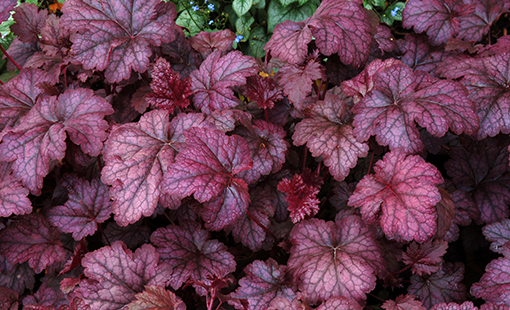 Purple Palace Heuchera