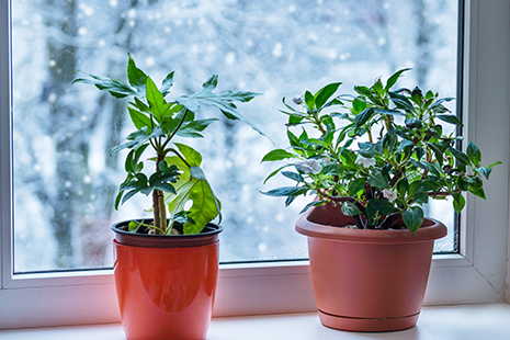 Houseplant Winter Care