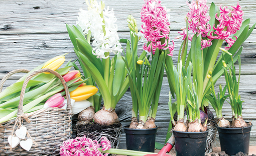 Hyacinth bulb plants-new