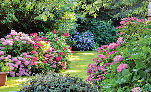 Hydrangeas and more in garden