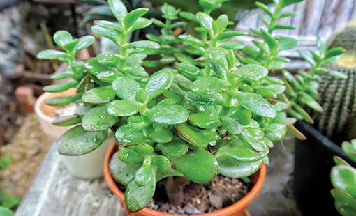 Jade plant in pot on table