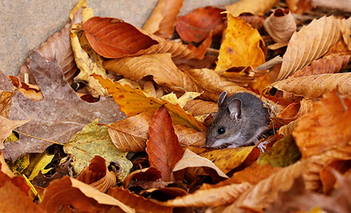 Mouse in Leaves