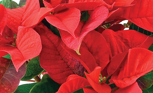 Poinsettia closeup