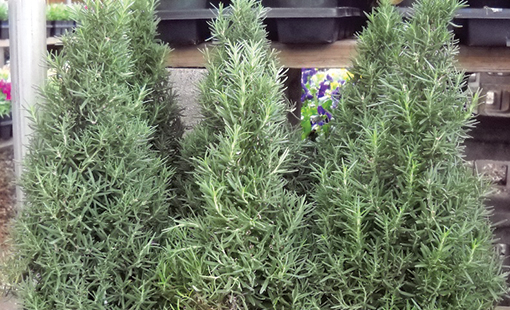 Rosemary Cones_greenhouse