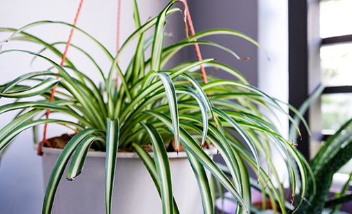 Spider Plant