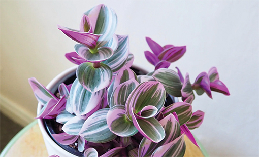 Tradescantia on table