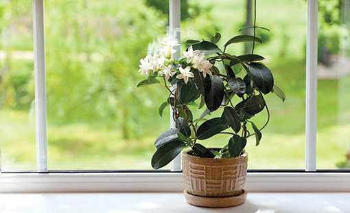 Jasmine Plant on Windowsill