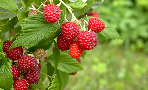 Raspberry Bush